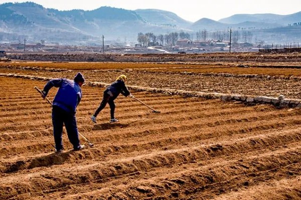 牡丹怎么播种，将种子与草木灰拌匀后再撒播