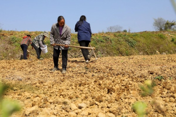 牡丹怎么播种，将种子与草木灰拌匀后再撒播
