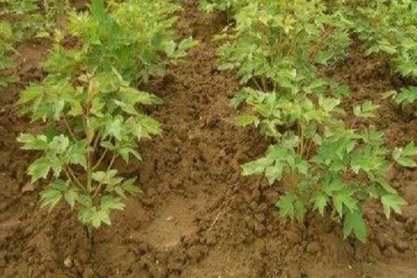 牡丹怎么播种，将种子与草木灰拌匀后再撒播