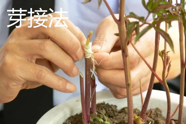 牡丹怎么播种，将种子与草木灰拌匀后再撒播