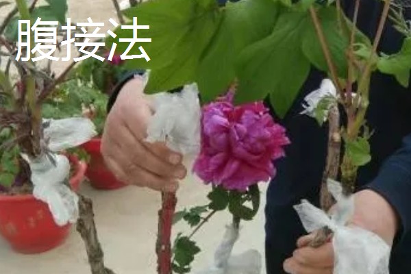 牡丹怎么播种，将种子与草木灰拌匀后再撒播