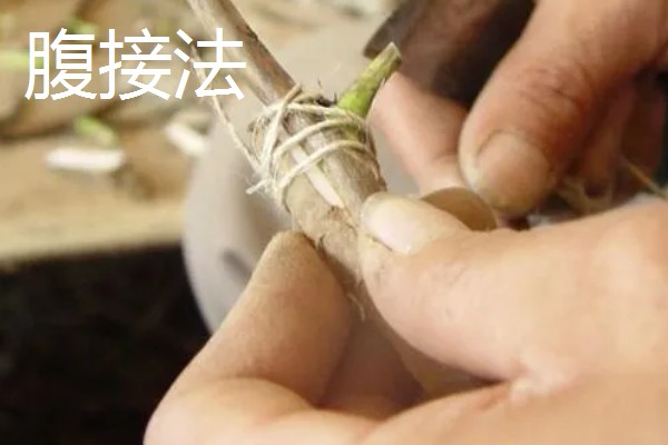 牡丹怎么播种，将种子与草木灰拌匀后再撒播