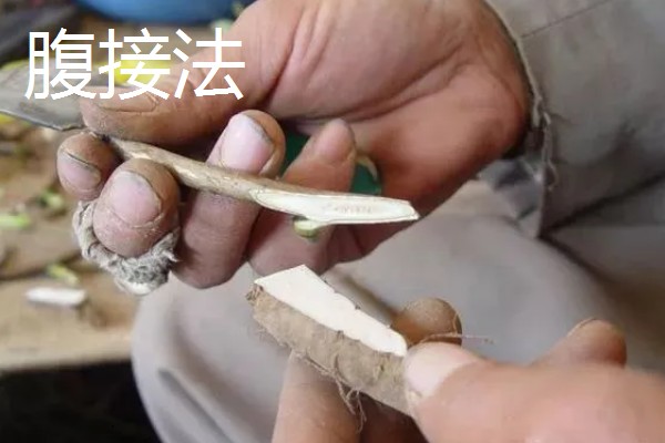 牡丹怎么播种，将种子与草木灰拌匀后再撒播