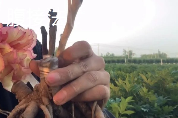 牡丹怎么播种，将种子与草木灰拌匀后再撒播