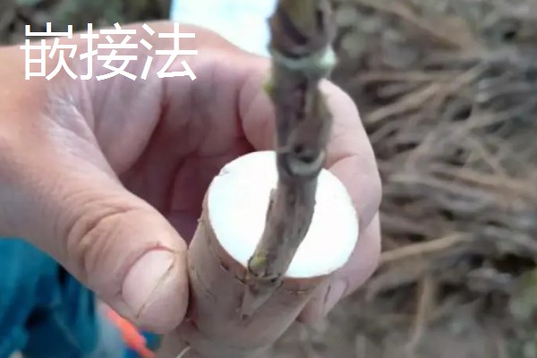 牡丹怎么播种，将种子与草木灰拌匀后再撒播