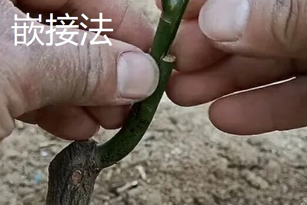 牡丹怎么播种，将种子与草木灰拌匀后再撒播