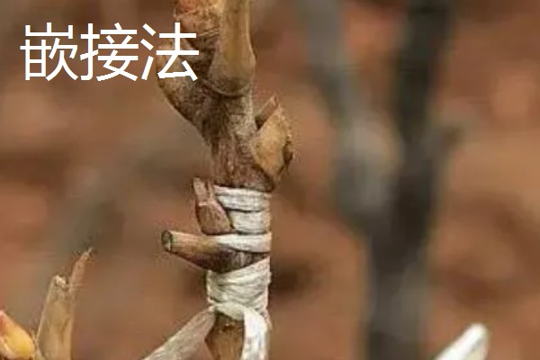 牡丹怎么播种，将种子与草木灰拌匀后再撒播