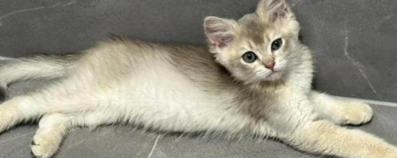 猫咪为何体重减轻，可能是感染寄生虫