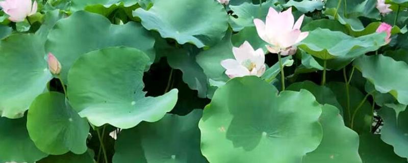荷花有什么颜色，以白色、粉色、红色等颜色为主
