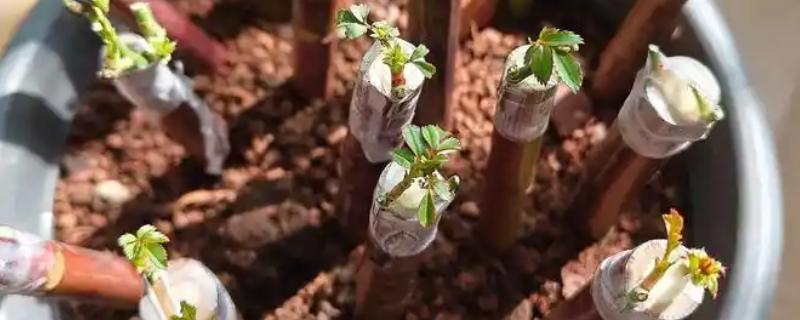 月季的嫁接方法，一年四季均可嫁接