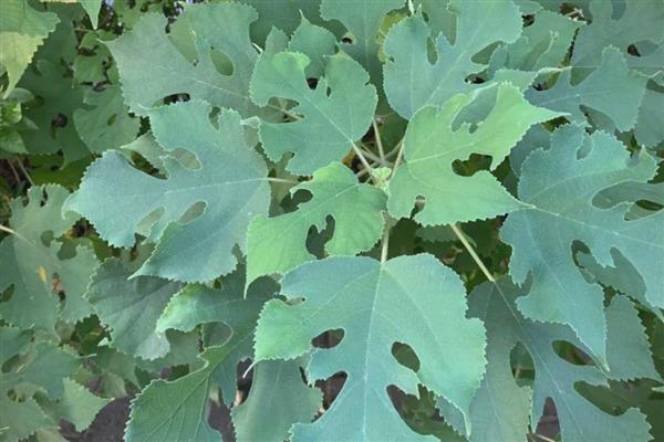 哪些植物是雌雄异株，常见樱桃、杨树等品种