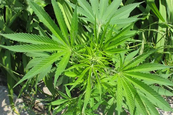 哪些植物是雌雄异株，常见樱桃、杨树等品种