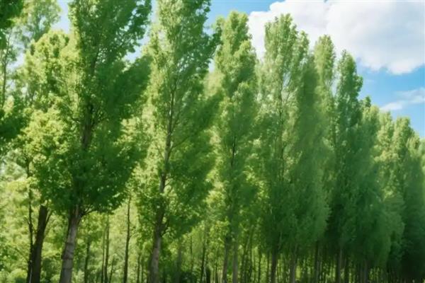 哪些植物是雌雄异株，常见樱桃、杨树等品种