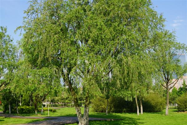 哪些植物是雌雄异株，常见樱桃、杨树等品种