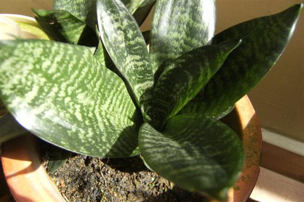 哪些植物是雌雄异株，常见樱桃、杨树等品种