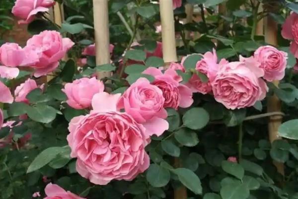 哪些植物是雌雄异株，常见樱桃、杨树等品种