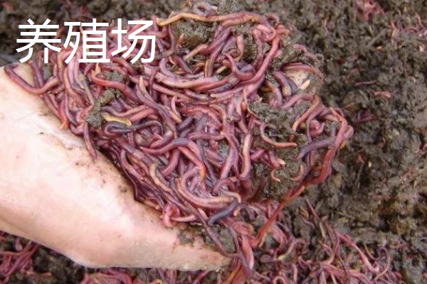怎么卖蚯蚓，可以卖给养殖场、饲料厂等