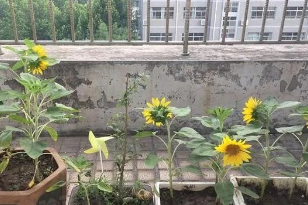 向日葵凋谢了要不要剪掉，需要进行修剪处理