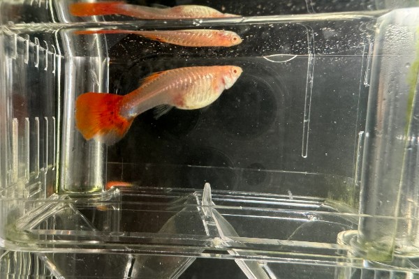孔雀鱼待产多长时间会生产,经过4-6周就会生小鱼