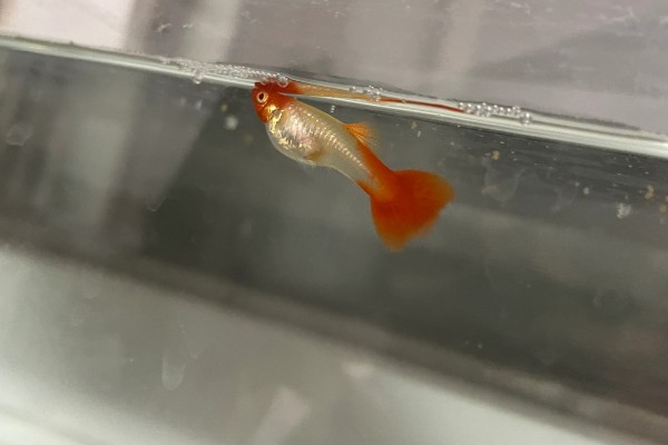 孔雀鱼待产多长时间会生产,经过4-6周就会生小鱼