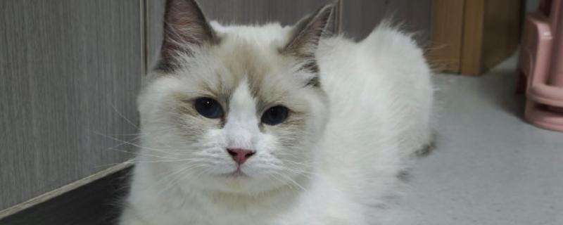 猫咪患上皮肤病的原因，可能是过敏所致