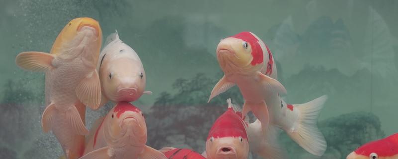 锦鲤一年可以长几厘米，一龄锦鲤能长15-20厘米左右