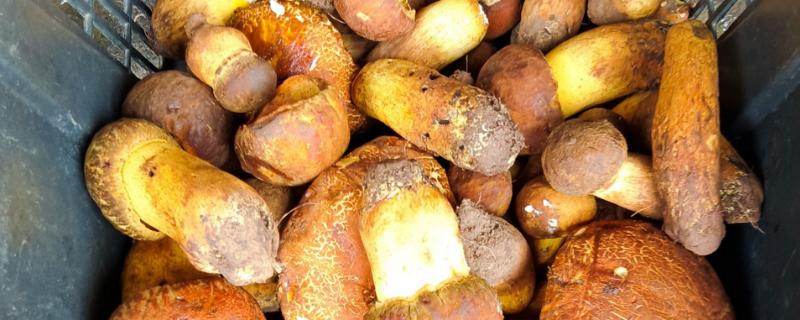 牛肝菌的生长地点，集中在高海拔的针叶林与混交带