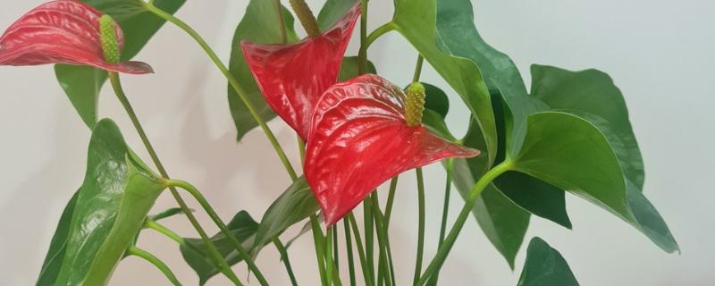 怎么养红掌，喜欢比较湿润的环境