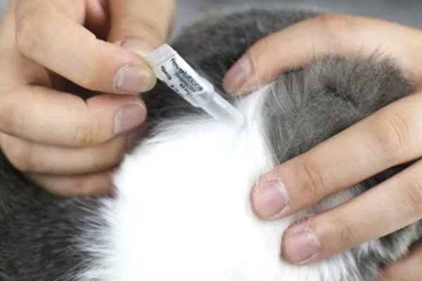 猫咪为何体重减轻，可能是感染寄生虫