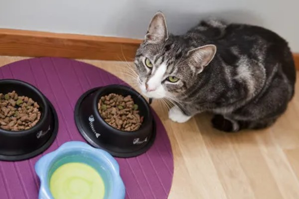 猫咪为何体重减轻，可能是感染寄生虫