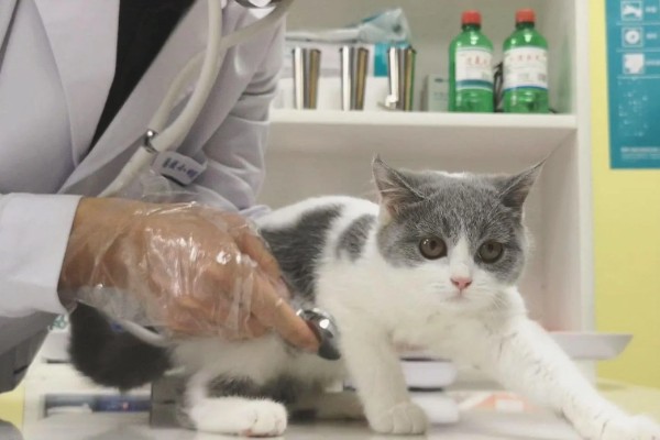 猫咪为何体重减轻，可能是感染寄生虫