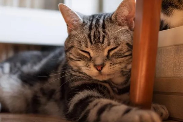 猫咪为何体重减轻，可能是感染寄生虫