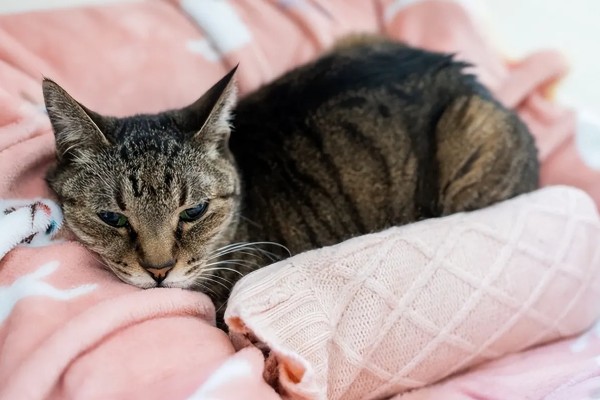 猫咪为何体重减轻，可能是感染寄生虫
