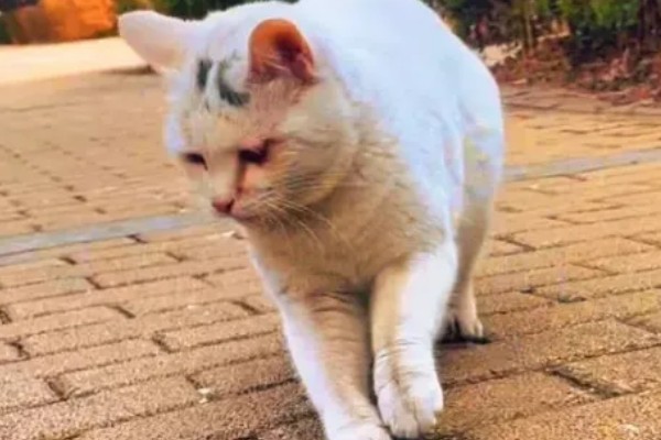 猫咪为何体重减轻，可能是感染寄生虫