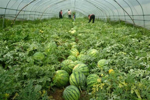 西瓜追肥的注意事项，不要追施含氯肥料