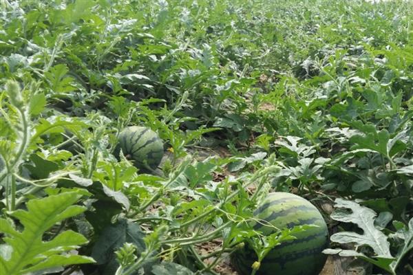 西瓜追肥的注意事项，不要追施含氯肥料