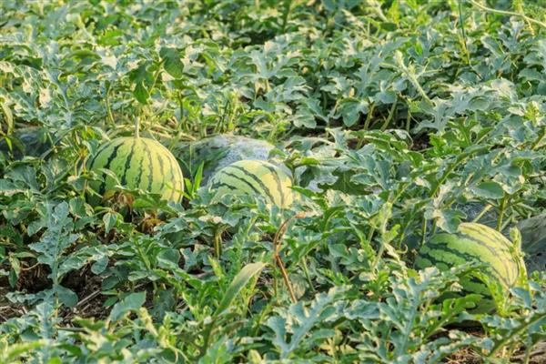 西瓜追肥的注意事项，不要追施含氯肥料