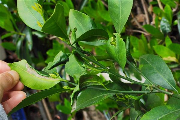 金桔叶子打卷怎么办，空气干燥要喷水增湿