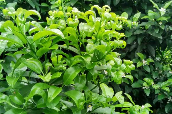 金桔叶子打卷怎么办，空气干燥要喷水增湿