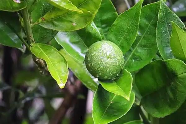 金桔叶子打卷怎么办，空气干燥要喷水增湿