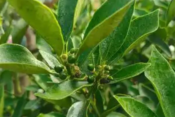 金桔叶子打卷怎么办，空气干燥要喷水增湿