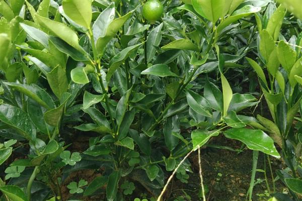 金桔叶子打卷怎么办，空气干燥要喷水增湿