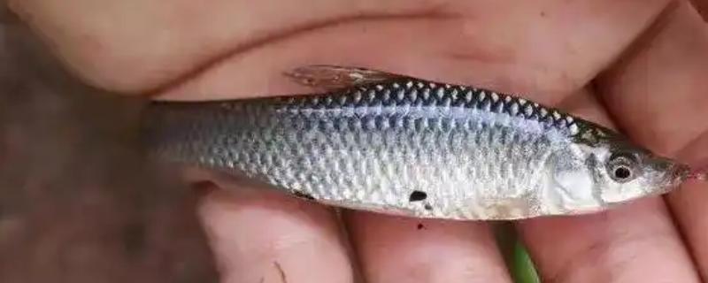 钓麦穗鱼适合用什么钩，袖钩、秋田狐钩、溪流钩等类型均可选择