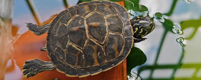 火焰龟的生长速度，一年可以长10厘米左右