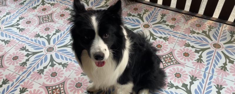 小狗身上有跳蚤的症状，会出现搔痒、摩擦、啃毛等