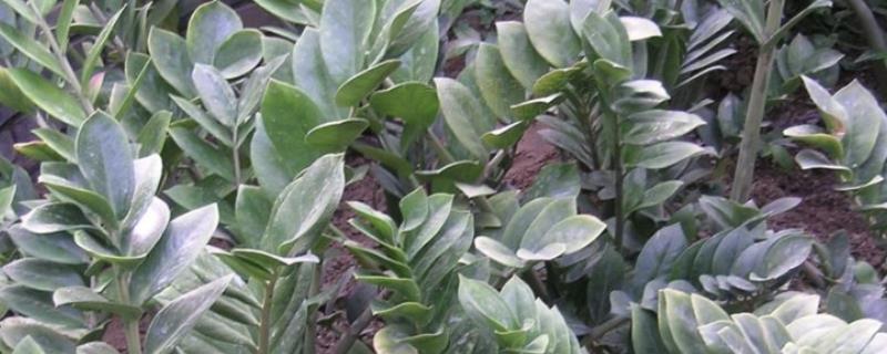 摇钱树大量掉叶如何解决，受到暴晒时要采取遮阴措施