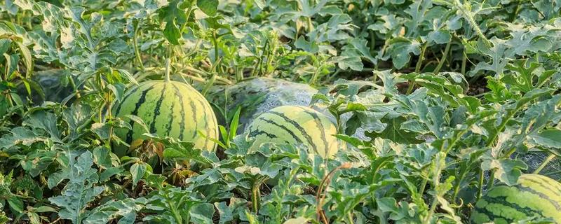 西瓜的适宜种植地区，以下4个区域均适合栽培