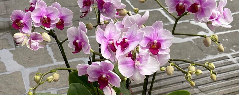 蝴蝶兰如何修剪叶子，最好使用比较锋利的剪刀来修剪