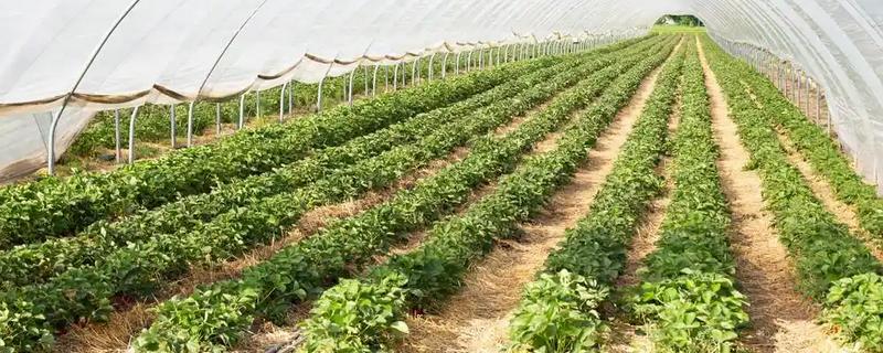 冬季蔬菜种植如何补光,可以采用机械卷帘