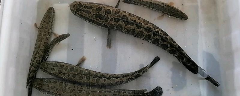 黑鱼与乌鱼有什么区别，二者没有区别只是叫法不同